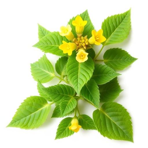Horny Goat Weed
